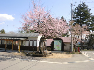 桜001.jpg