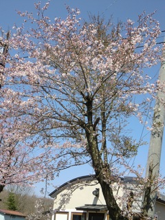 桜003.jpg