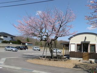 桜005.jpg